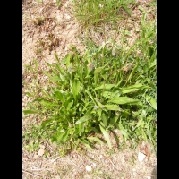 Plantain lanceole - Herbe a cinq cotes - Plantago lanceolata (2)